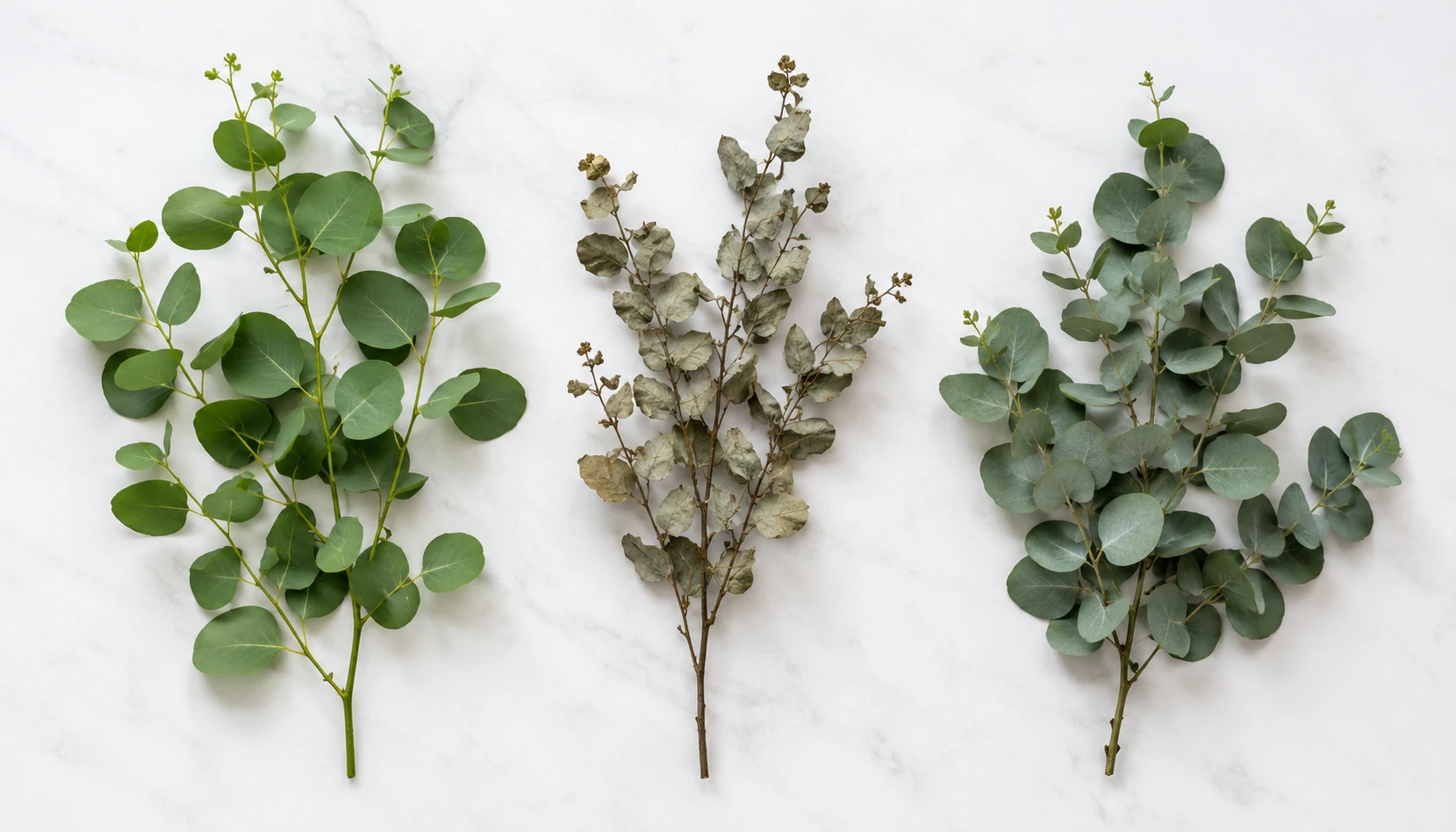 Three types of eucalyptus stems, fresh, dried, and preserved, laid side by side for comparison